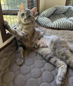 Pebbles, female young Mixed Breed for adoption at Thames Valley Animal Welfare