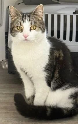 Pepper, female 5yo Mixed Breed for adoption at Thames Valley Animal Welfare