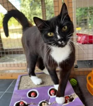 Pixie, female young Mixed Breed for adoption at Thames Valley Animal Welfare