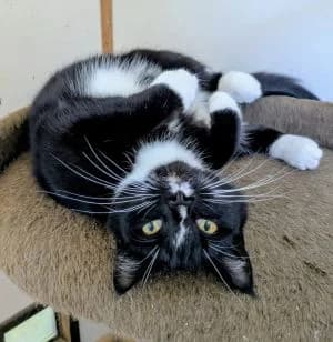 Pixie, female young Mixed Breed for adoption at Thames Valley Animal Welfare