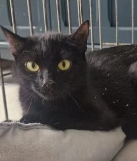 Pudding, female 3yo Mixed Breed for adoption at Thames Valley Animal Welfare