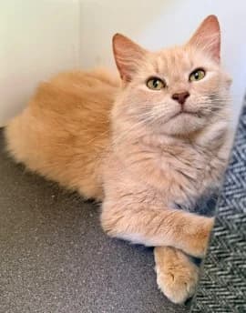 Sahara, female young Mixed Breed for adoption at Thames Valley Animal Welfare