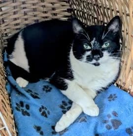 Sausage, male 5yo Mixed Breed for adoption at Thames Valley Animal Welfare