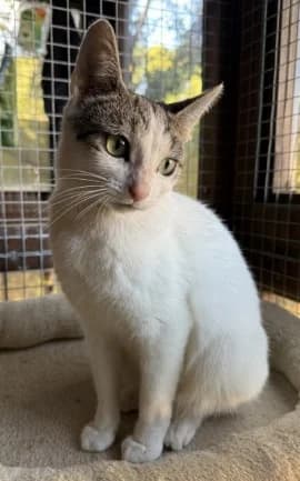 Suzie, female young Mixed Breed for adoption at Thames Valley Animal Welfare