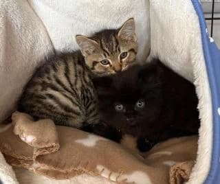 Teddy and Mikey, male puppy Mixed Breed for adoption at Thames Valley Animal Welfare