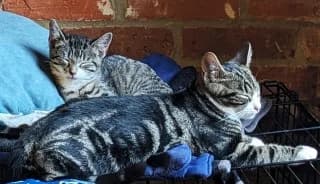Timmy and Libby, puppy Mixed Breed for adoption at Thames Valley Animal Welfare