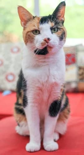 Trixie, female senior Mixed Breed for adoption at Thames Valley Animal Welfare