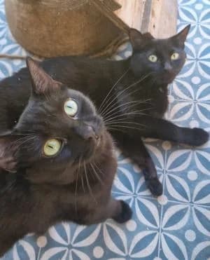Twix and Revel, female young Mixed Breed for adoption at Thames Valley Animal Welfare