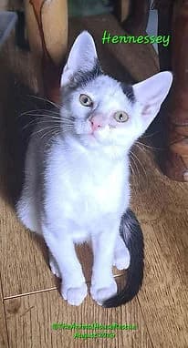 HENNESSY, female puppy Mixed Breed Cat for adoption at The Animal House Rescue