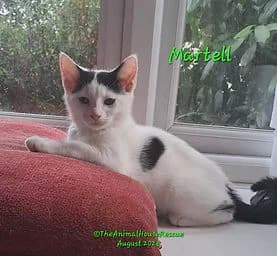 MARTELL, female puppy Mixed Breed Cat for adoption at The Animal House Rescue