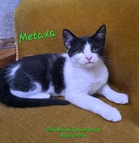 METAXA, female puppy Mixed Breed Cat for adoption at The Animal House Rescue