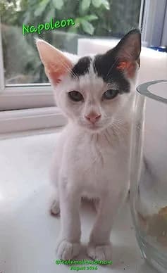 NAPOLEON, male puppy Mixed Breed Cat for adoption at The Animal House Rescue