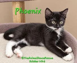 PHOENIX, male puppy Mixed Breed Cat for adoption at The Animal House Rescue