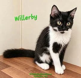 WILLERBY, female puppy Mixed Breed Cat for adoption at The Animal House Rescue