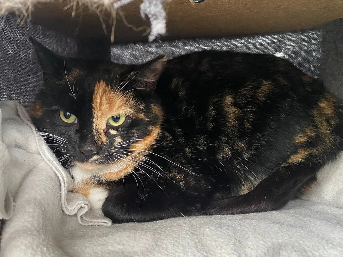 beautiful Honey, female young Mixed Breed for adoption at The Barn Animal Rescue