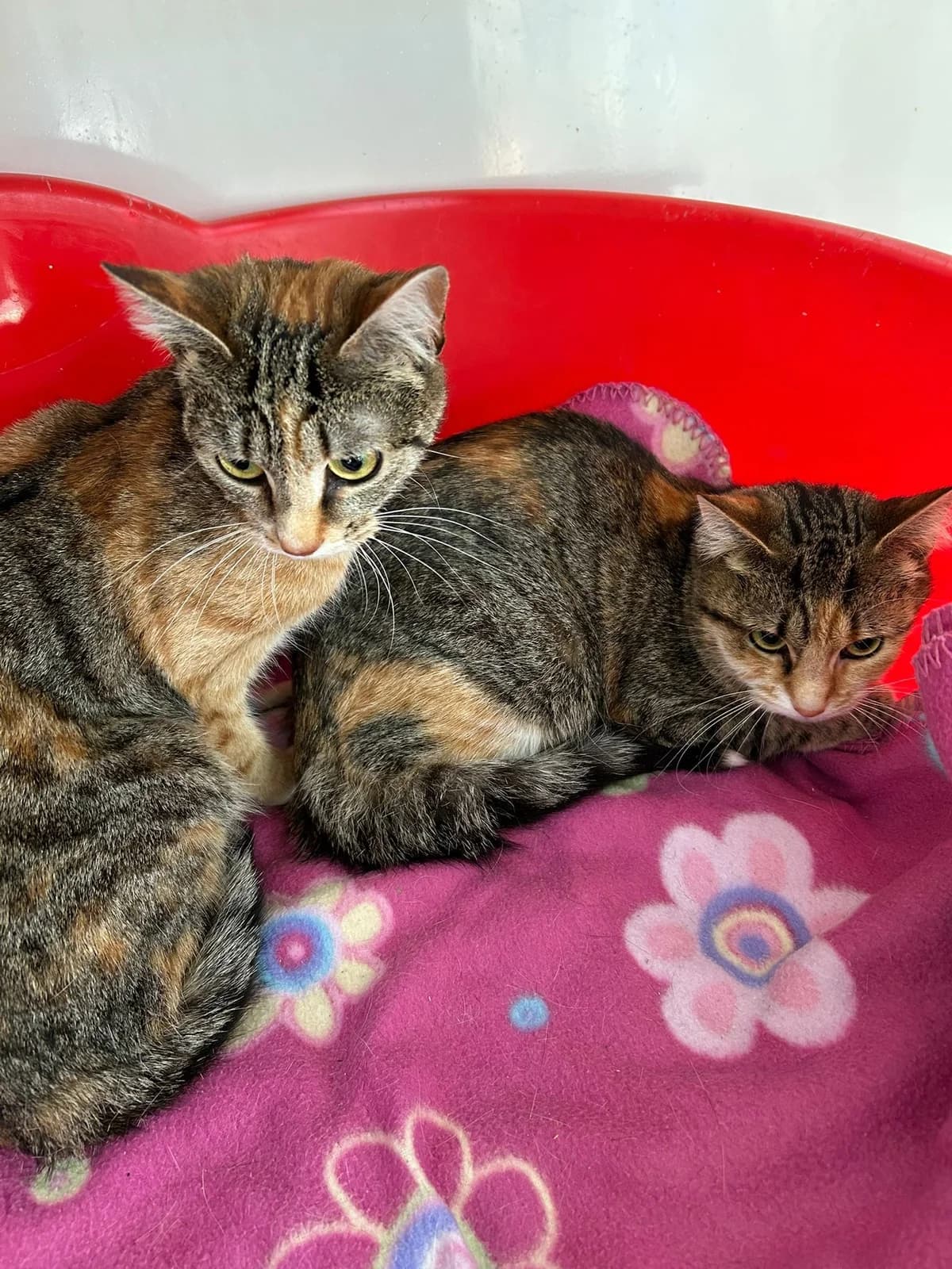 Coco and Rice, puppy Mixed Breed for adoption at The Barn Animal Rescue