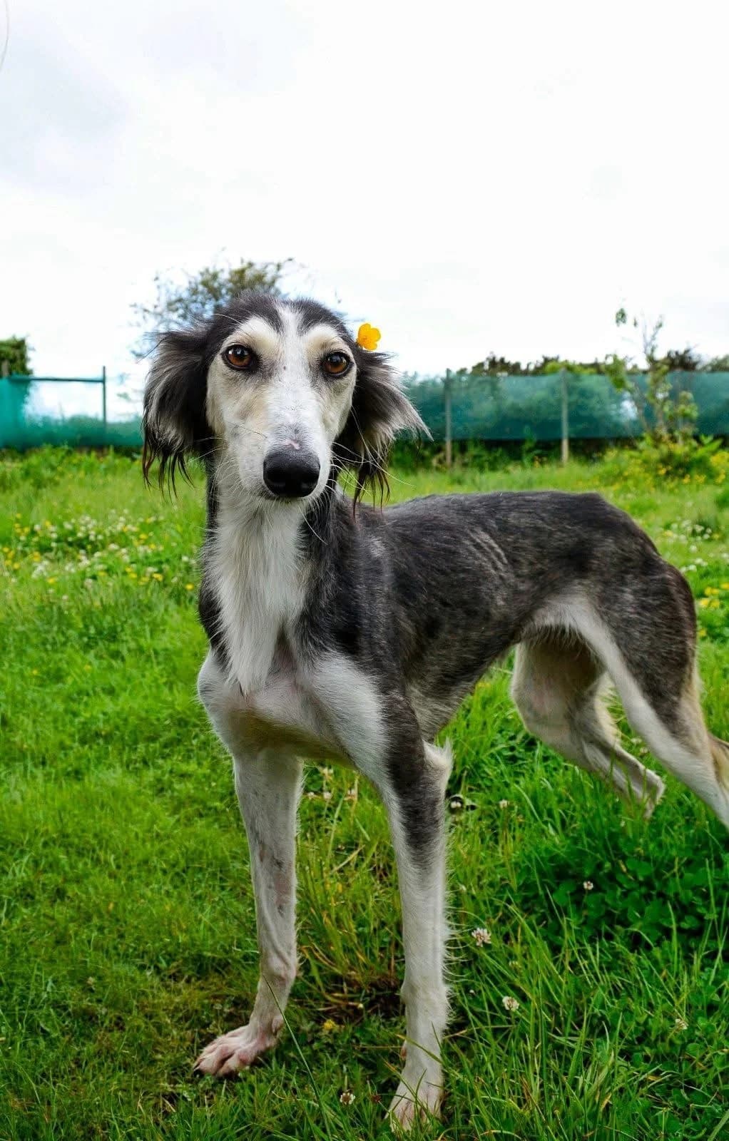 Joy, young Saluki for adoption at The Barn Animal Rescue