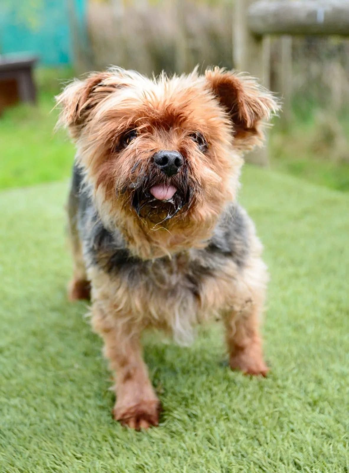 Lucy & Milo, female senior Yorkshire Terrier for adoption at The Barn Animal Rescue