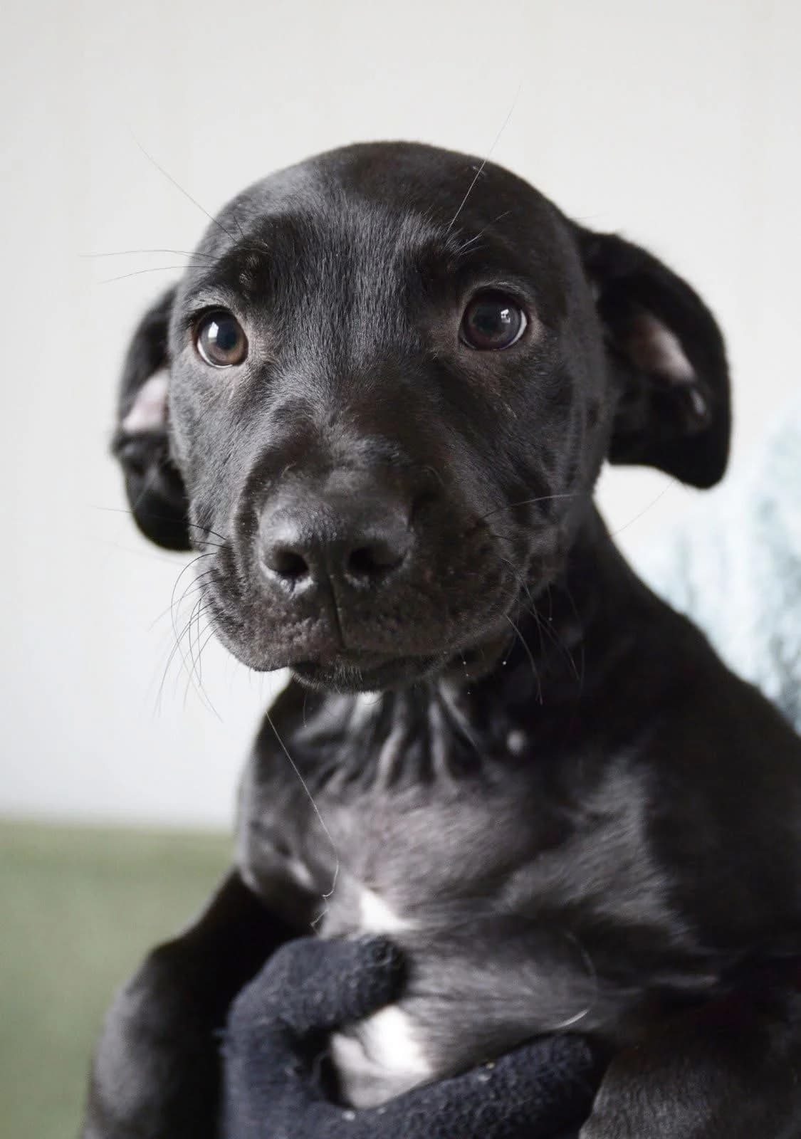 Marshall & Rocky, puppy Labrador Retriever for adoption at The Barn Animal Rescue