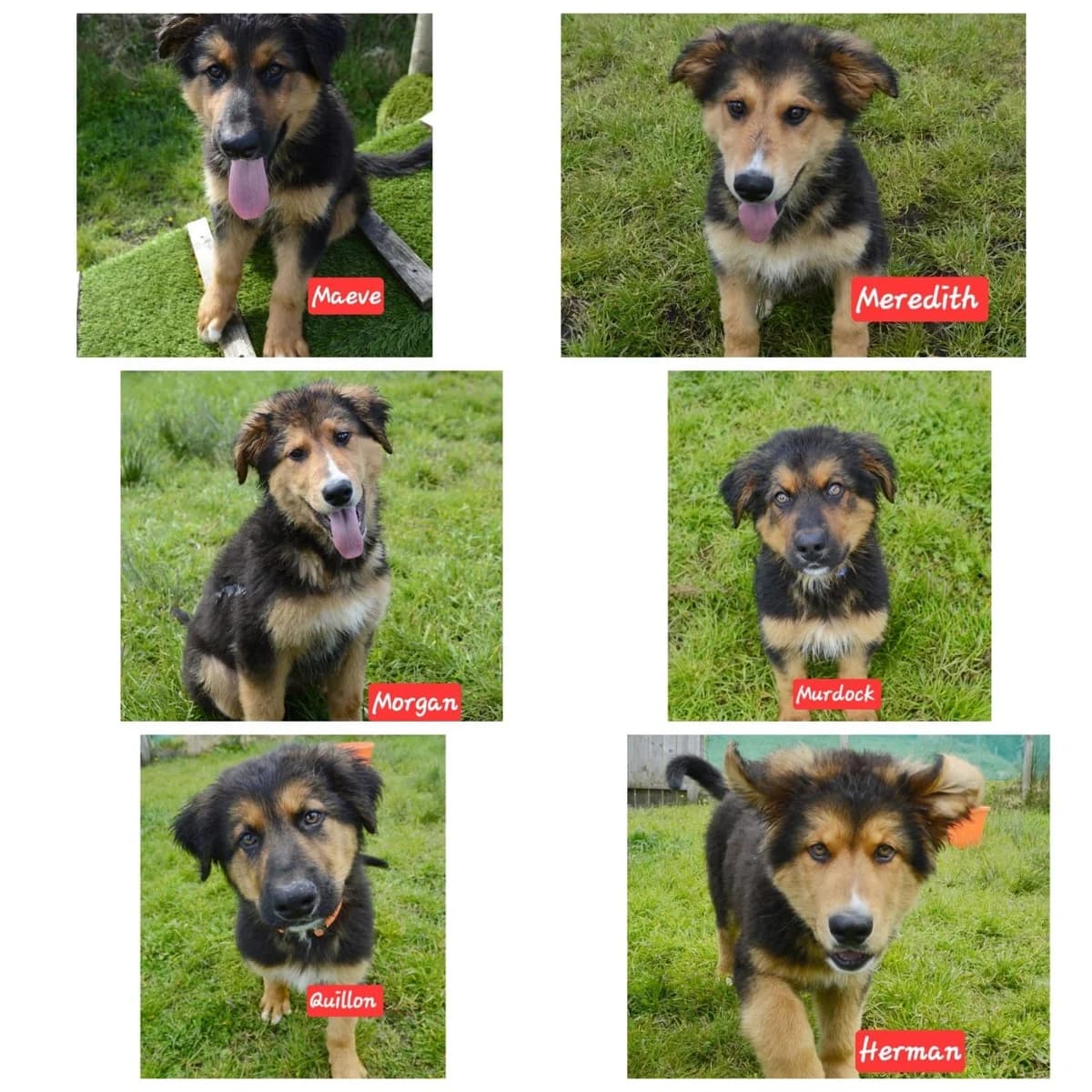 the warriors, female puppy mixed breed for adoption at The Barn Animal Rescue