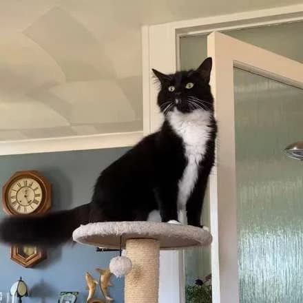 Houdini, male senior Mixed Breed for adoption at The Cat House Rescue