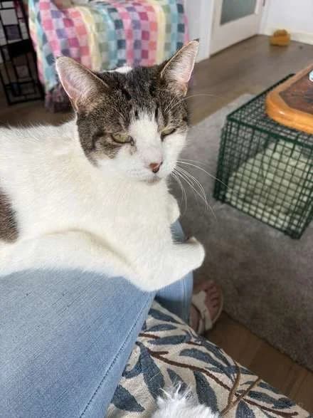 Mercury, male 7yo Mixed Breed for adoption at The Cat House Rescue