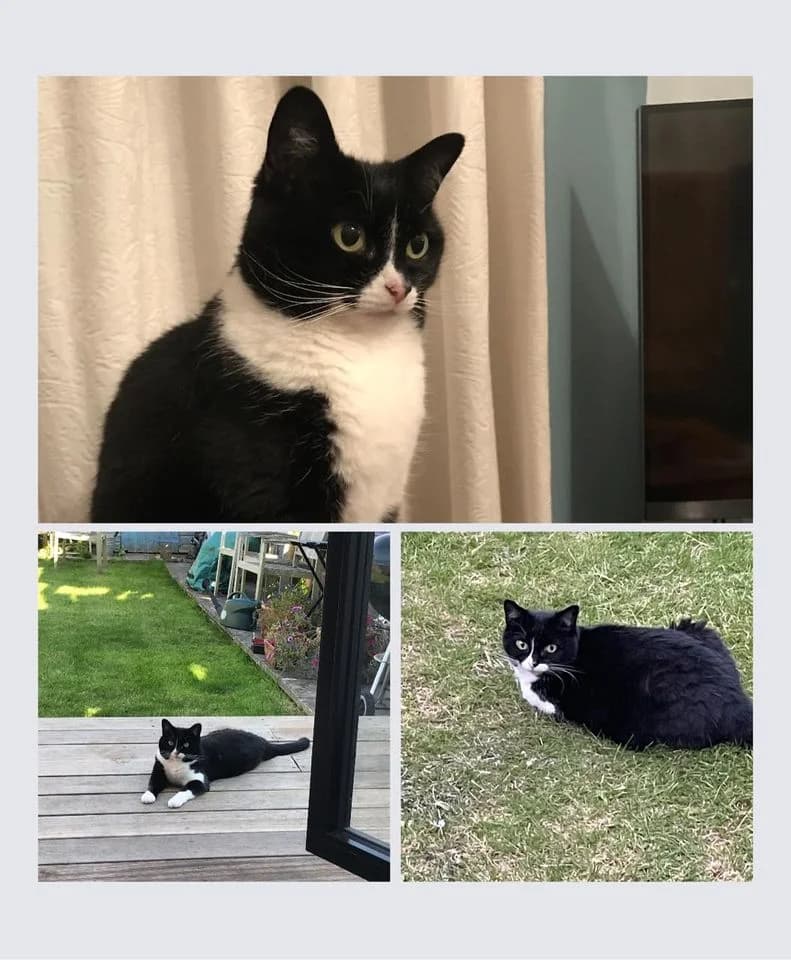 Mittens is Missing, senior Mixed Breed for adoption at The Moggery, Bristol