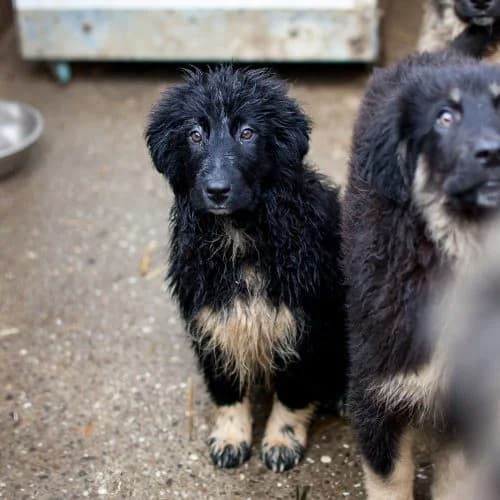 Snowdonia, mixed breed for adoption at The Pack Project