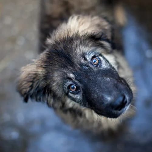 Lake, mixed breed for adoption at The Pack Project