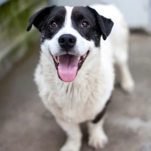 Baloo, Collie for adoption at The Pack Project