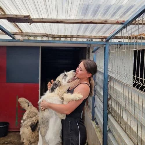 Xena, mixed breed for adoption at The Pack Project