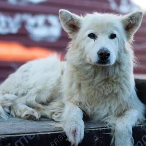 Otto, mixed breed for adoption at The Pack Project