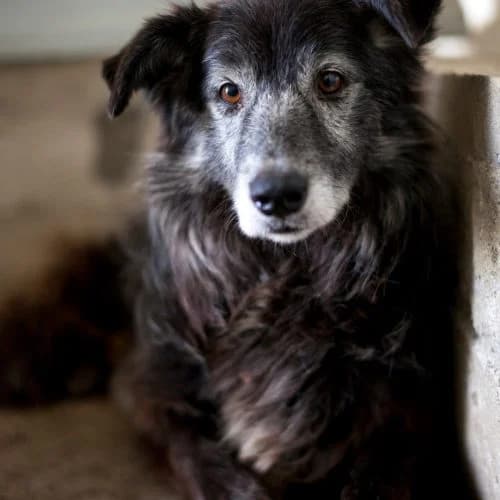 Sam, Collie for adoption at The Pack Project