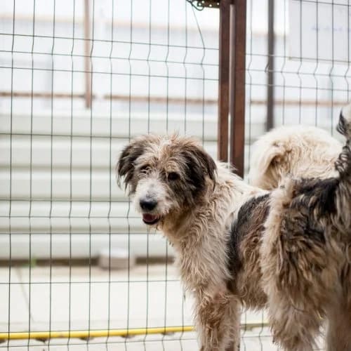 Aslan, mixed breed for adoption at The Pack Project