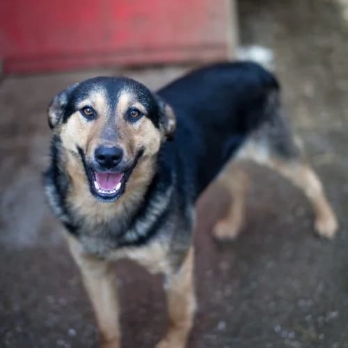 Teddy, Labrador Retriever for adoption at The Pack Project