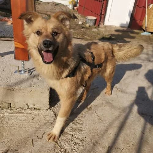 Gadget, Collie for adoption at The Pack Project