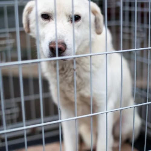 Hudson, Labrador Retriever for adoption at The Pack Project