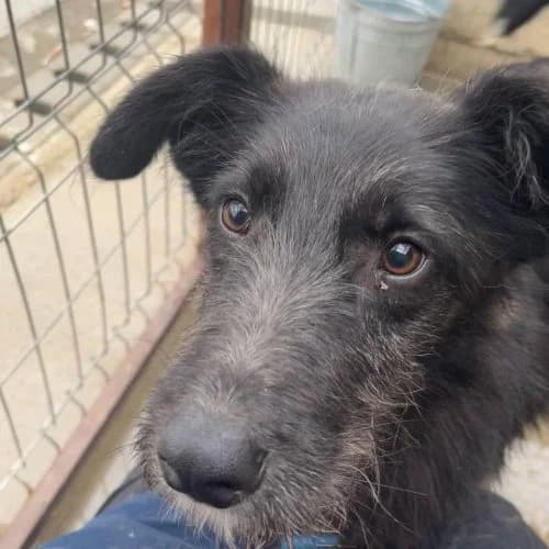 Murphy, Collie for adoption at The Pack Project