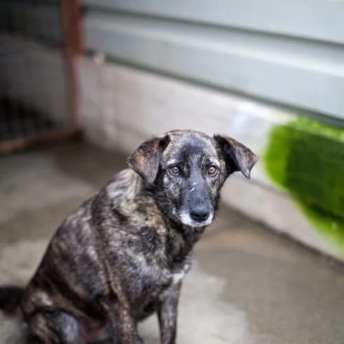 Opal, mixed breed for adoption at The Pack Project