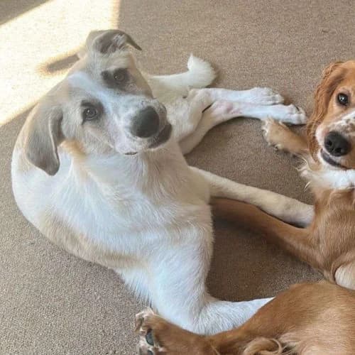 Jax, Lurcher for adoption at The Pack Project