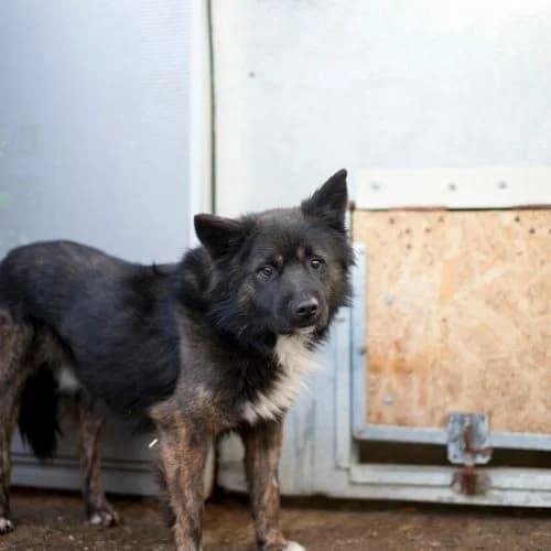 Knut, male senior mixed breed for adoption at The Pack Project