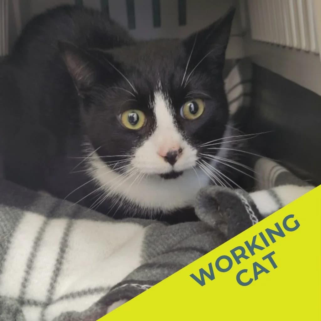 Wispa, male young Mixed Breed Cat for adoption at The Sheffield Cats Shelter