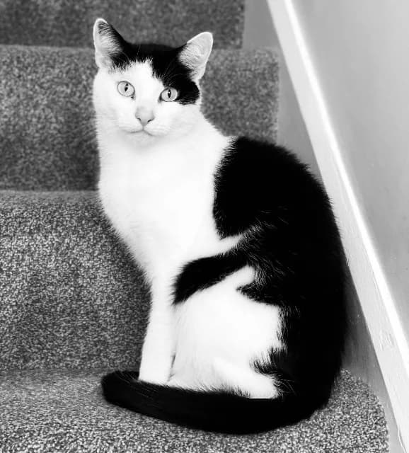 Peter, male senior Mixed Breed Cat for adoption at The Sheffield Cats Shelter