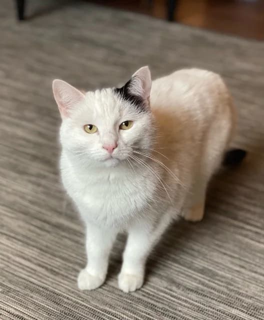 Olivia, female senior Mixed Breed Cat for adoption at The Sheffield Cats Shelter