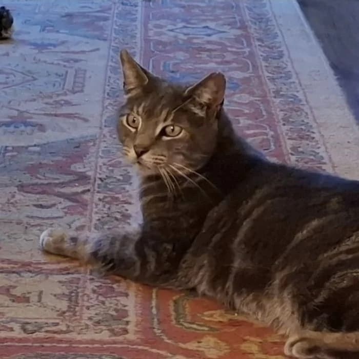 Marley, male senior Mixed Breed Cat for adoption at The Sheffield Cats Shelter