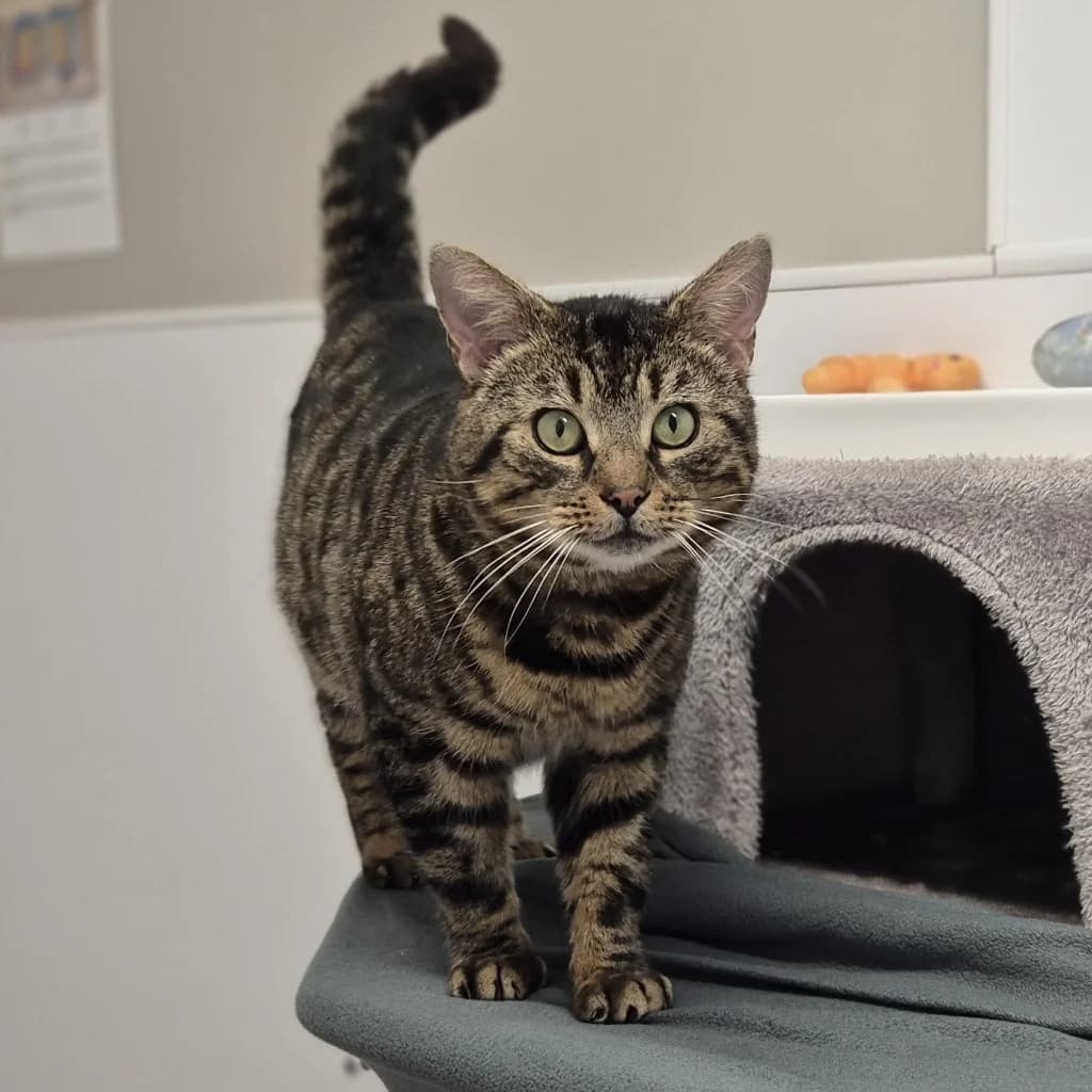 Gerald, male 5yo Mixed Breed Cat for adoption at The Sheffield Cats Shelter