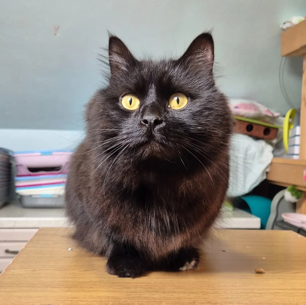 Miso, male 5yo Mixed Breed Cat for adoption at The Sheffield Cats Shelter