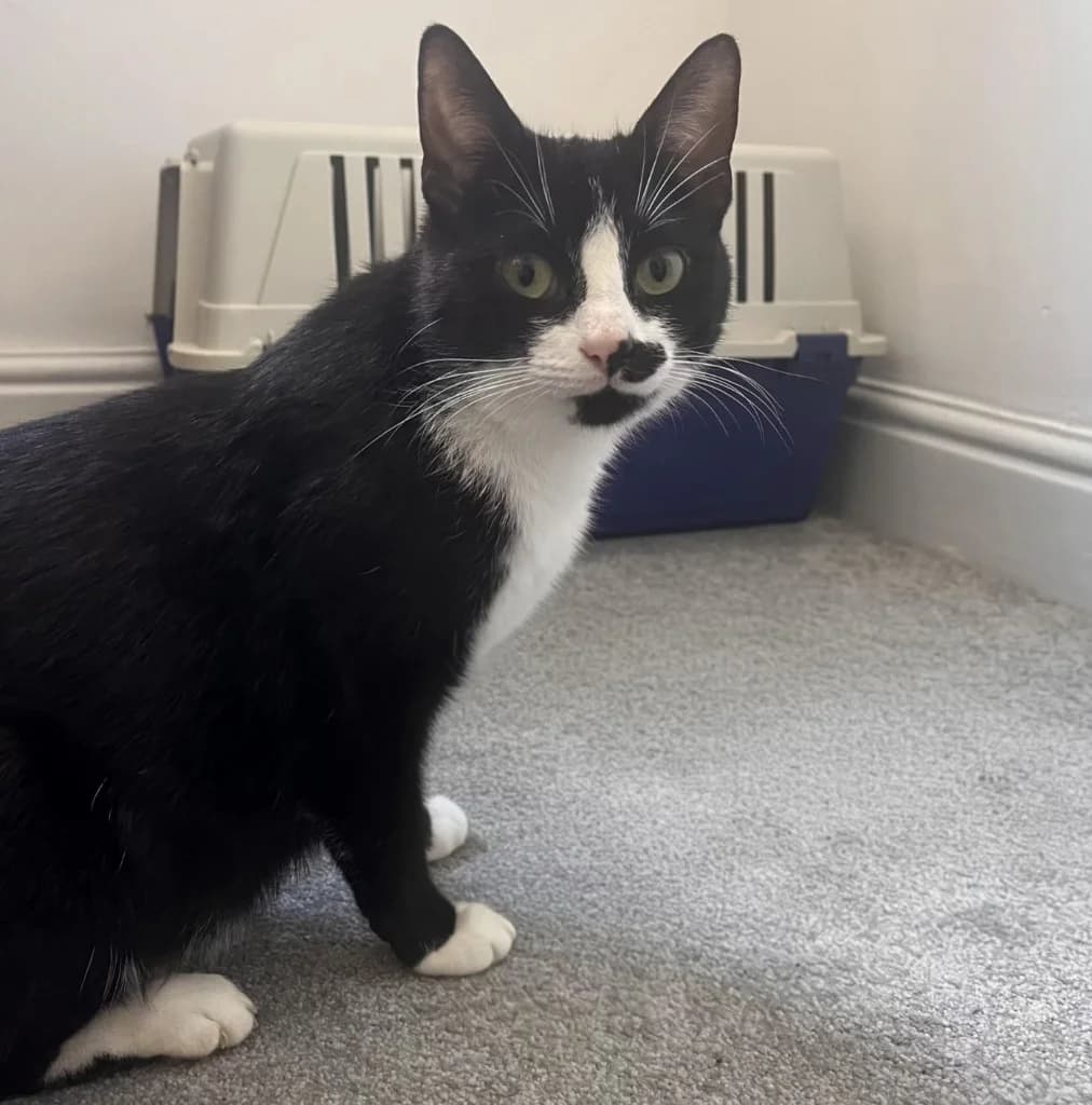 Orca, female young Mixed Breed Cat for adoption at The Sheffield Cats Shelter