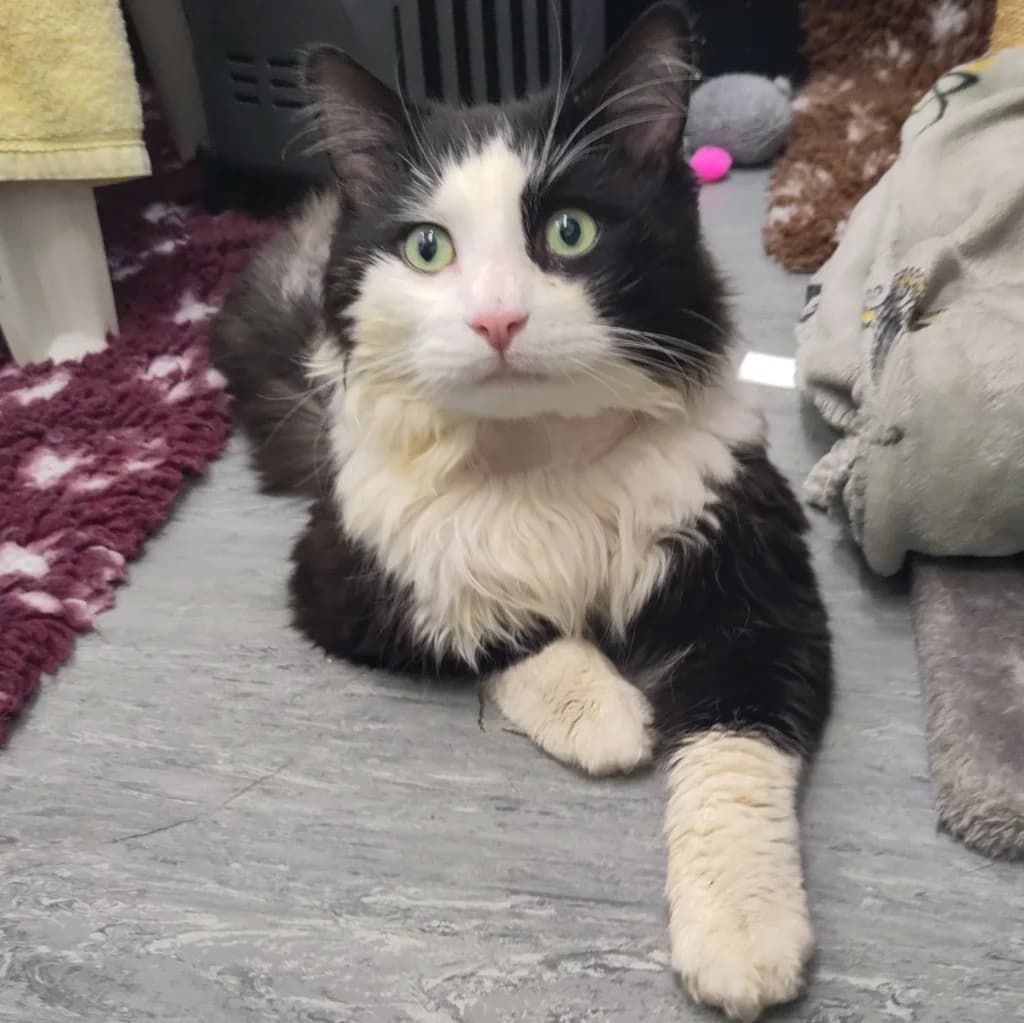 Isaac, male young Mixed Breed Cat for adoption at The Sheffield Cats Shelter