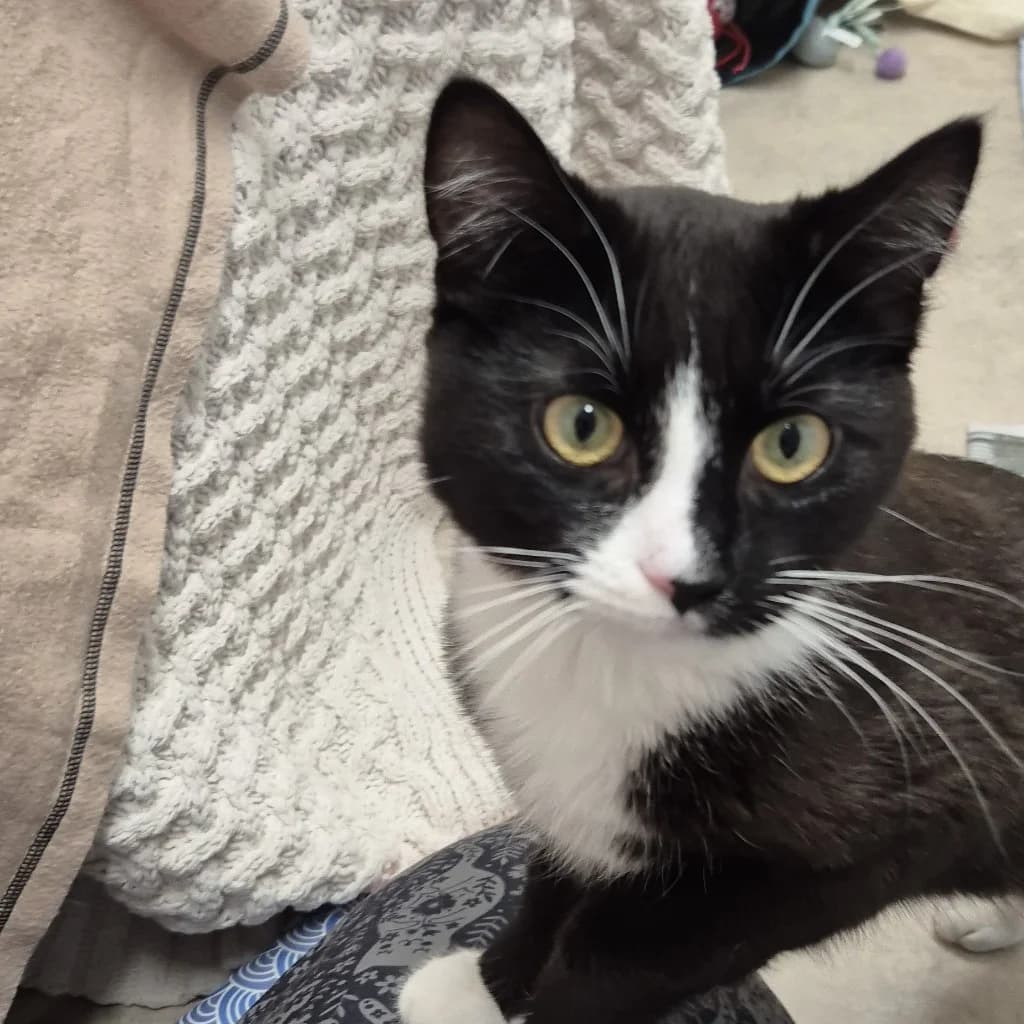 Leon, male puppy Mixed Breed Cat for adoption at The Sheffield Cats Shelter